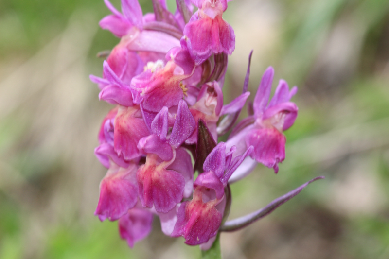 mani giunte e corna - Dactylorhiza sambucina